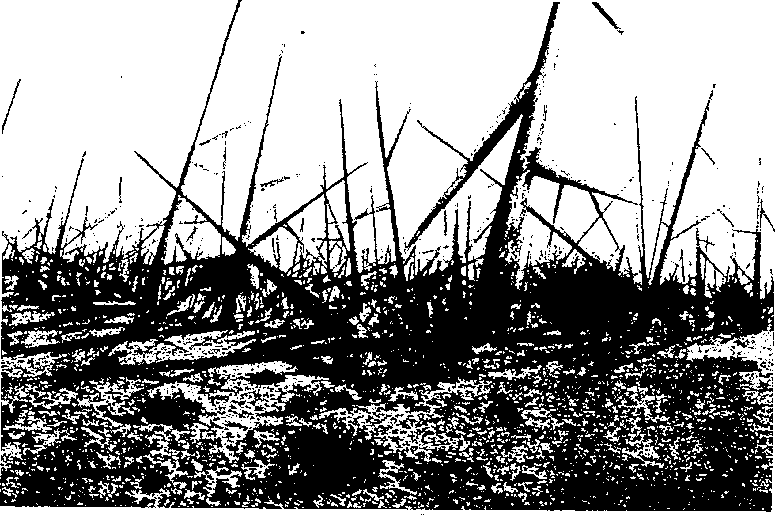 Drawing of a tangle of large stone spikes among desert shrubs